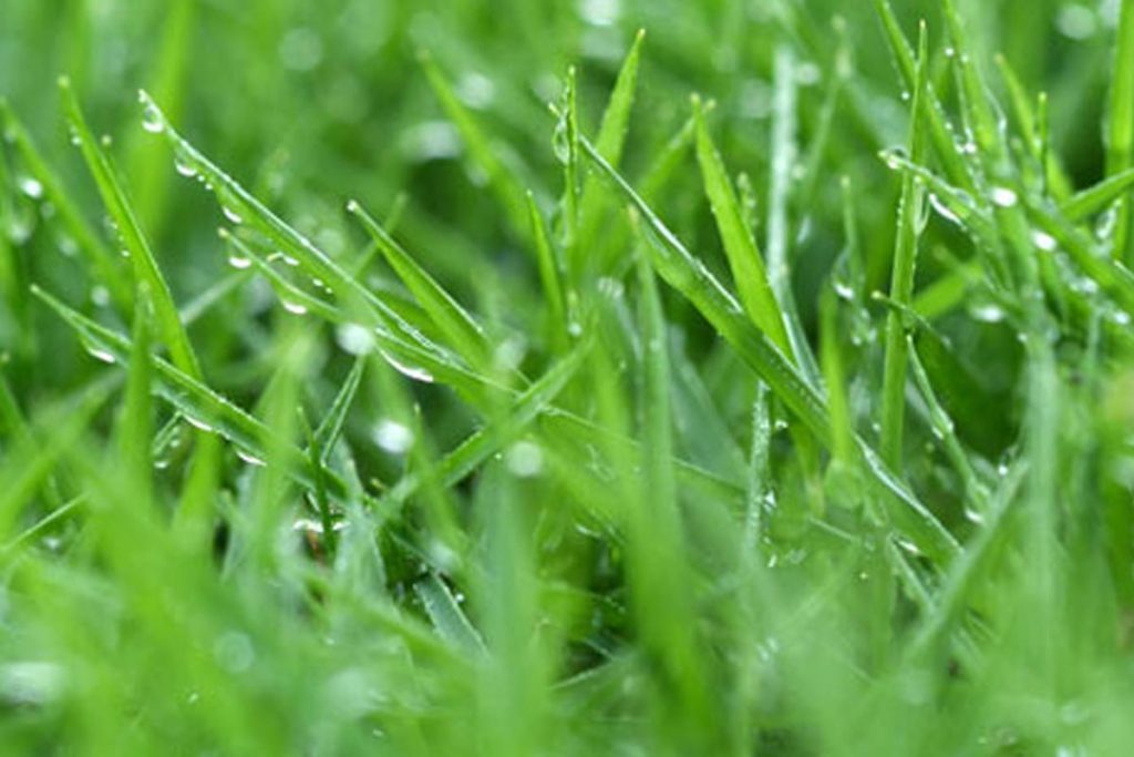 Lluvia en césped artificial