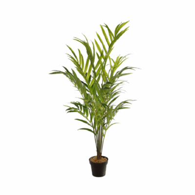 Palmera Kentia Artificial Deluxe 155cm