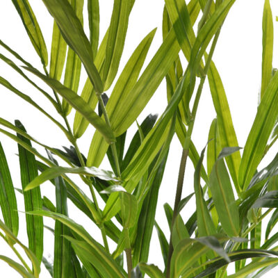 Palmera Kentia Artificial Deluxe 155cm